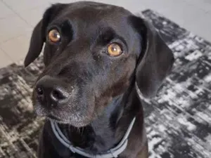 Cachorro raça SRD-ViraLata idade 6 ou mais anos nome caio