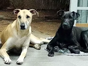 Cachorro raça SRD-ViraLata idade 1 ano nome Felipe irmão 2