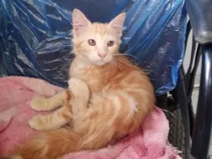 Gato raça SRD-ViraLata idade 2 a 6 meses nome Manon