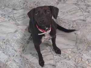 Cachorro raça SRD-ViraLata idade 1 ano nome Cacau 