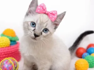 Gato raça SRD-ViraLata idade 2 a 6 meses nome Mariana