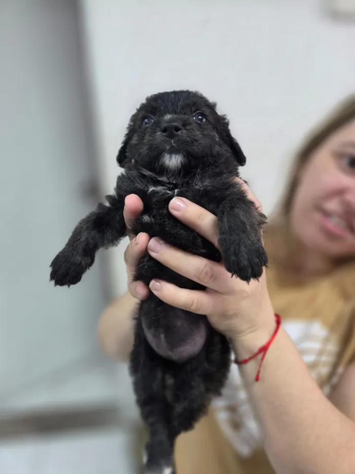 Cachorro raça SRD-ViraLata idade Abaixo de 2 meses nome Bella