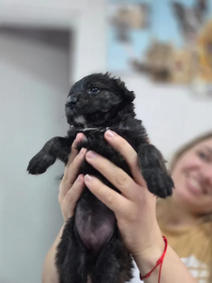 Cachorro raça SRD-ViraLata idade Abaixo de 2 meses nome Bella