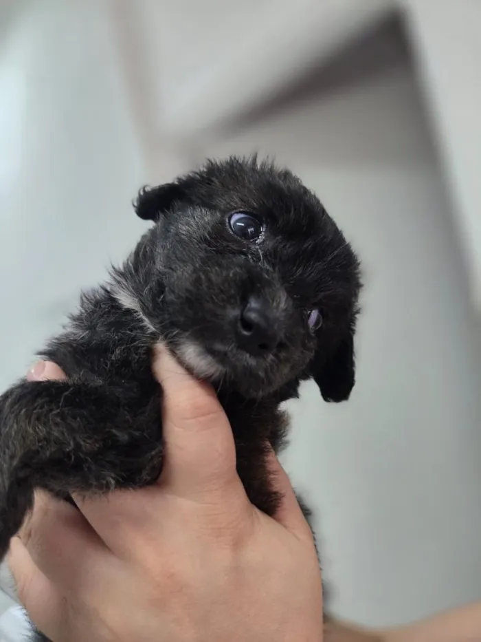 Cachorro raça SRD-ViraLata idade Abaixo de 2 meses nome Bella
