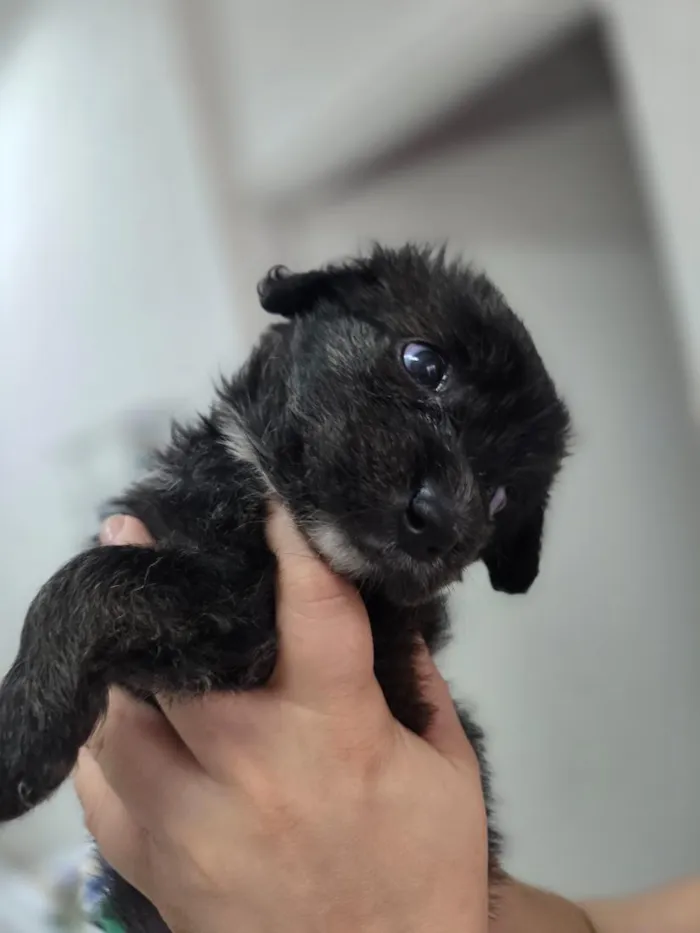 Cachorro raça SRD-ViraLata idade Abaixo de 2 meses nome Bella