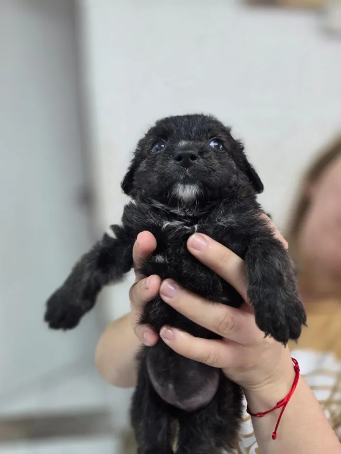 Cachorro raça SRD-ViraLata idade Abaixo de 2 meses nome Bella