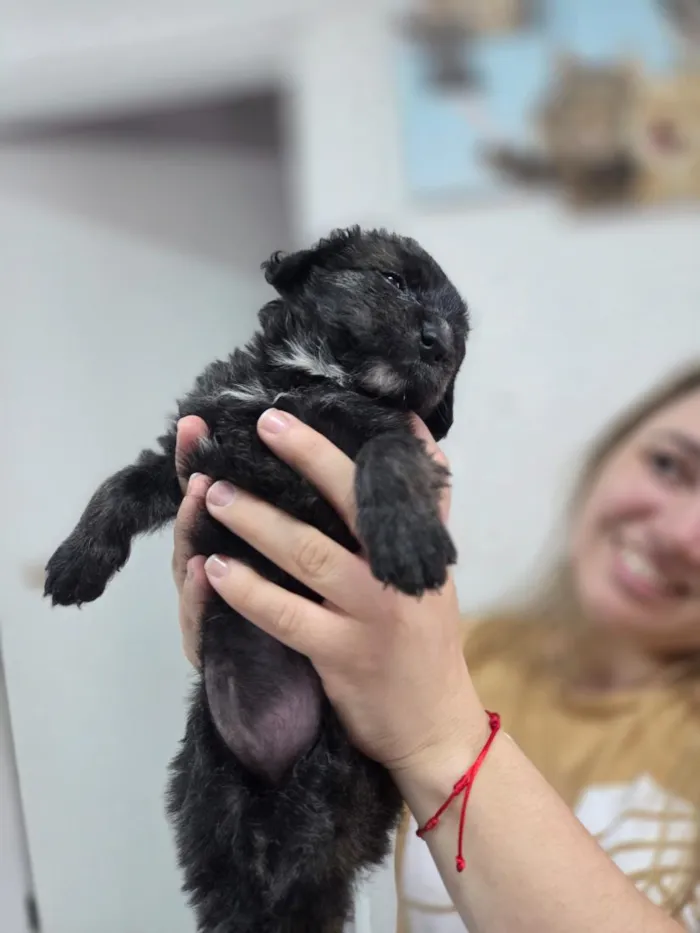 Cachorro raça SRD-ViraLata idade Abaixo de 2 meses nome Bella