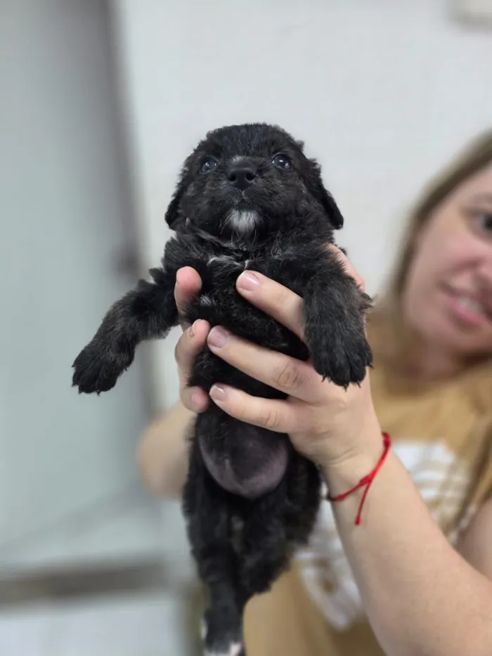 Cachorro raça SRD-ViraLata idade Abaixo de 2 meses nome Bella
