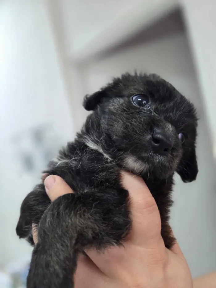 Cachorro raça SRD-ViraLata idade Abaixo de 2 meses nome Bella