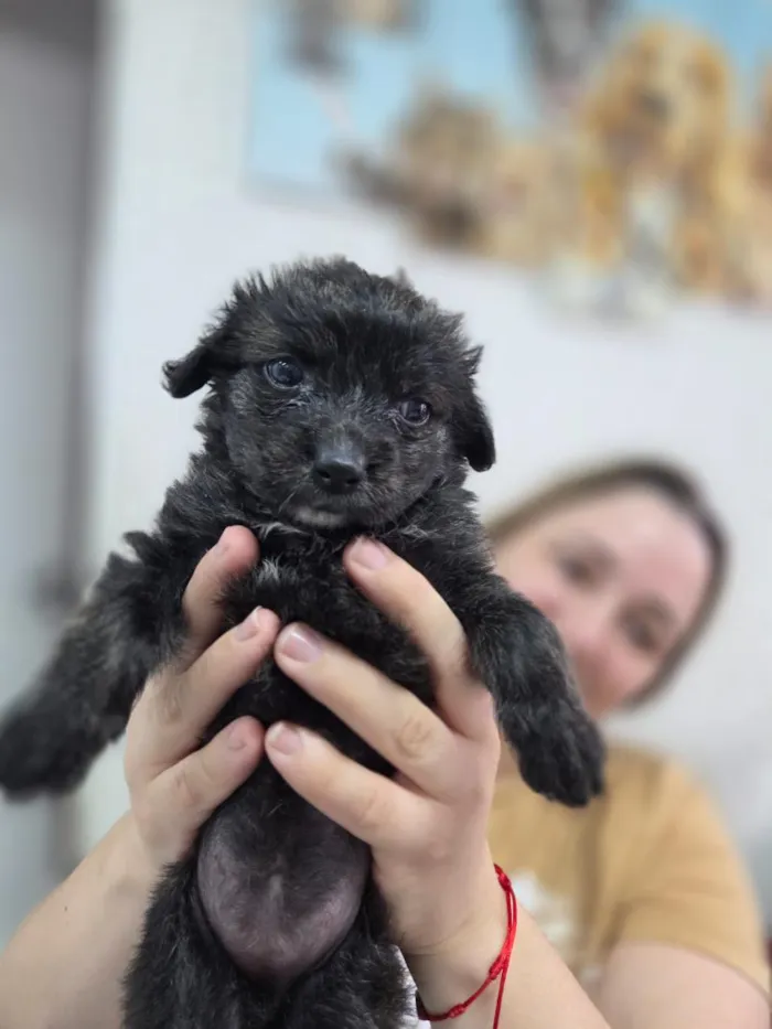Cachorro raça SRD-ViraLata idade Abaixo de 2 meses nome Bella