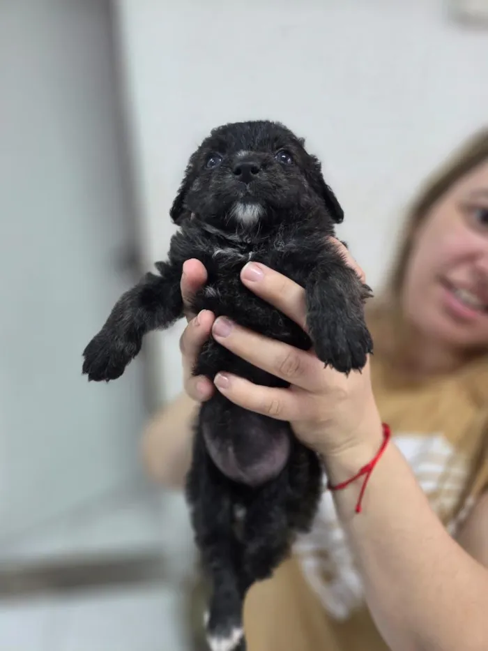 Cachorro raça SRD-ViraLata idade Abaixo de 2 meses nome Bella