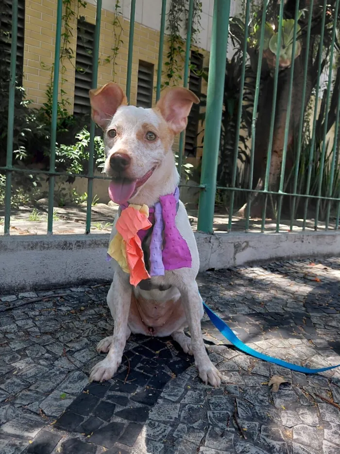 Cachorro raça SRD-ViraLata idade 1 ano nome maia