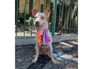 Cachorro raça SRD-ViraLata idade 1 ano nome maia