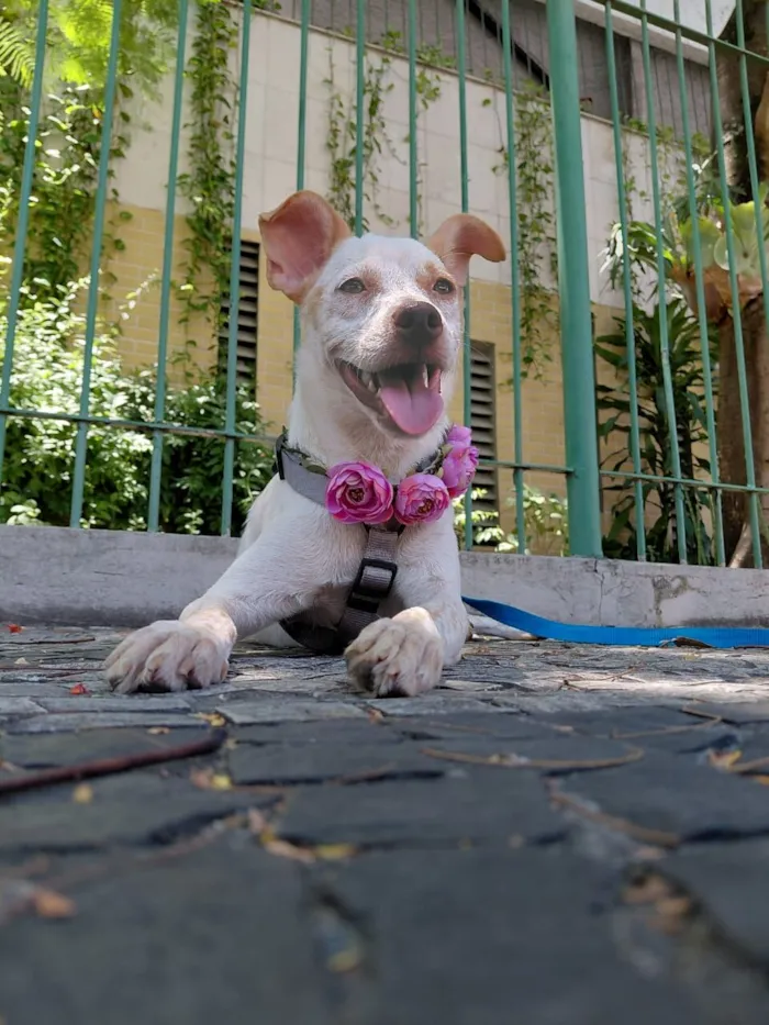 Cachorro raça SRD-ViraLata idade 1 ano nome maia