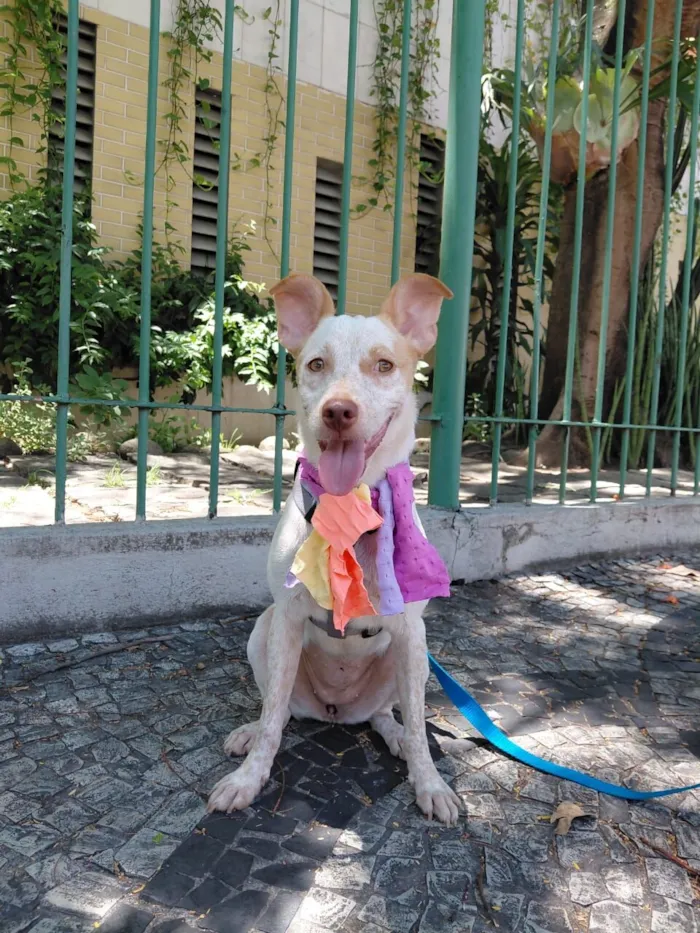 Cachorro raça SRD-ViraLata idade 1 ano nome maia