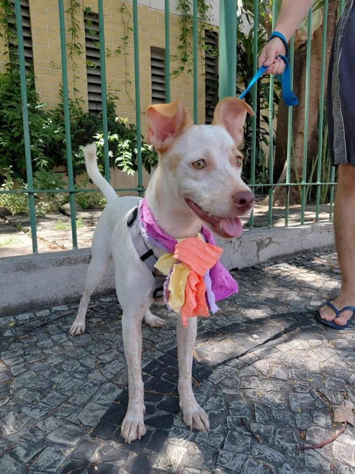 Cachorro raça SRD-ViraLata idade 1 ano nome maia