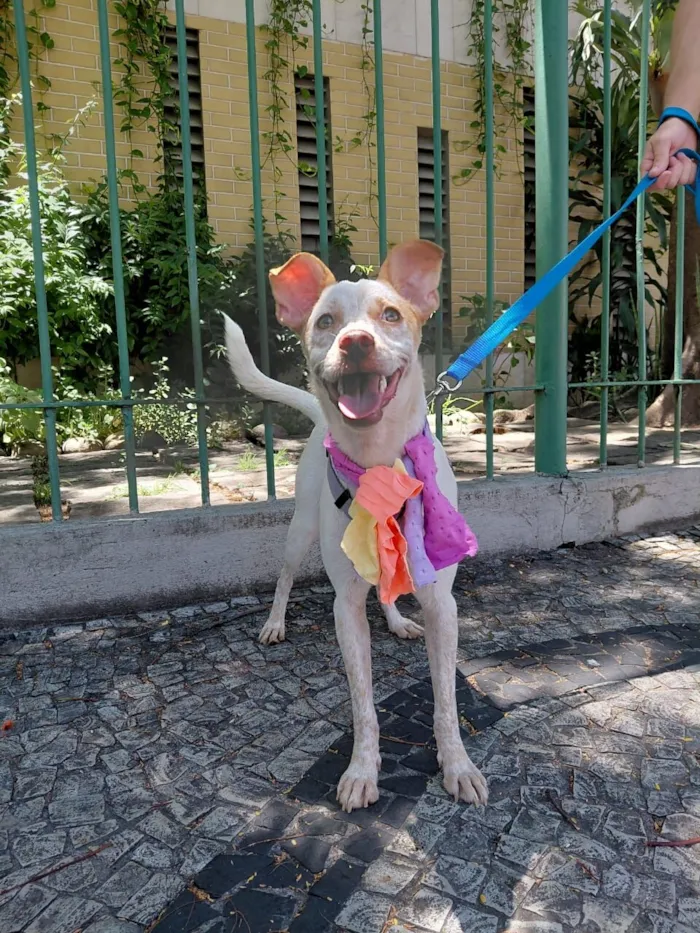 Cachorro raça SRD-ViraLata idade 1 ano nome maia