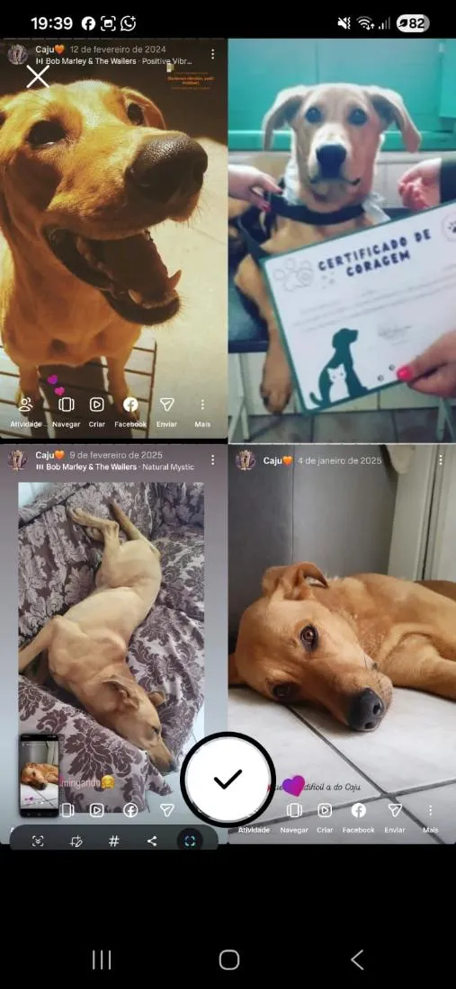 Cachorro raça SRD-ViraLata idade 3 anos nome Caju