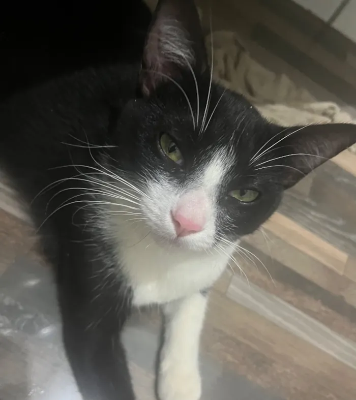 Gato raça SRD-ViraLata idade 7 a 11 meses nome tico