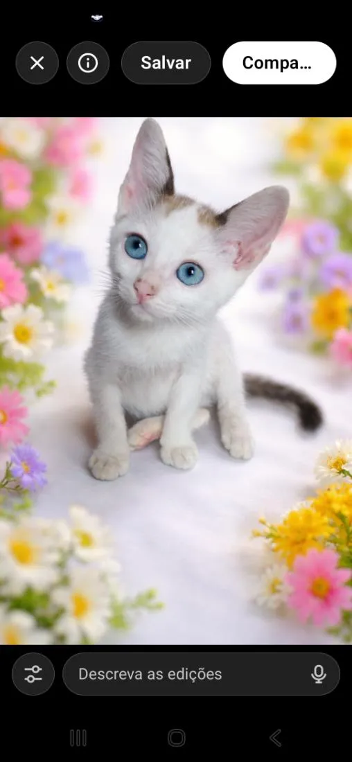 Gato raça SRD-ViraLata idade 2 a 6 meses nome Alfredo