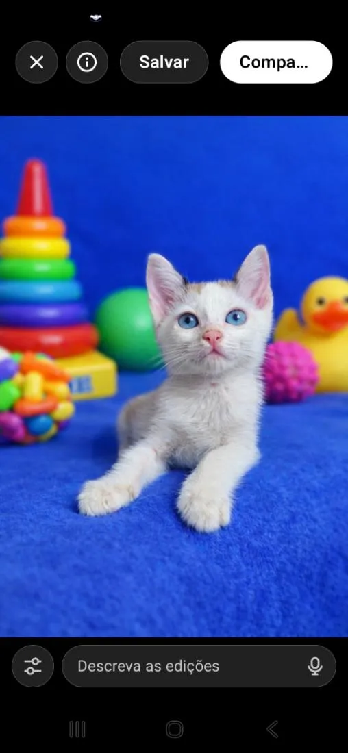 Gato raça SRD-ViraLata idade 2 a 6 meses nome Alfredo