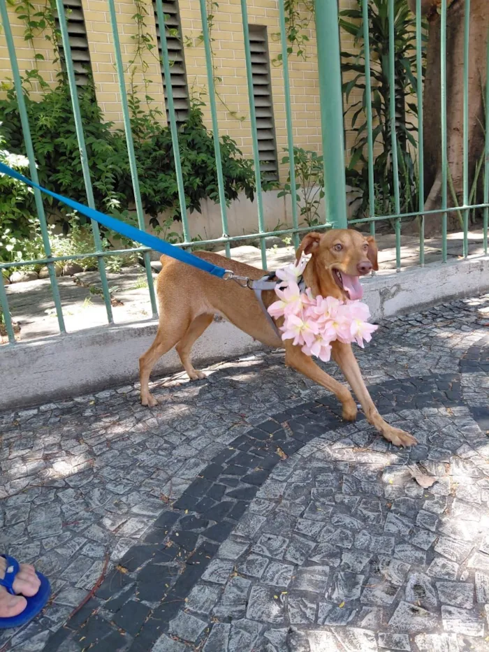 Cachorro raça SRD-ViraLata idade 1 ano nome nina