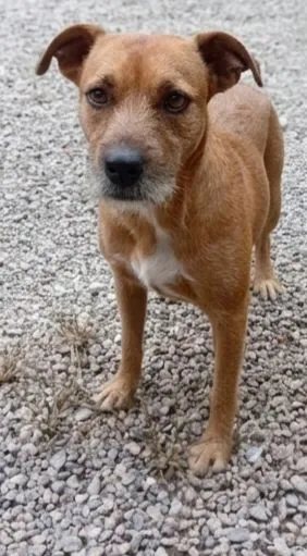 Cachorro raça SRD-ViraLata idade 1 ano nome Hulk