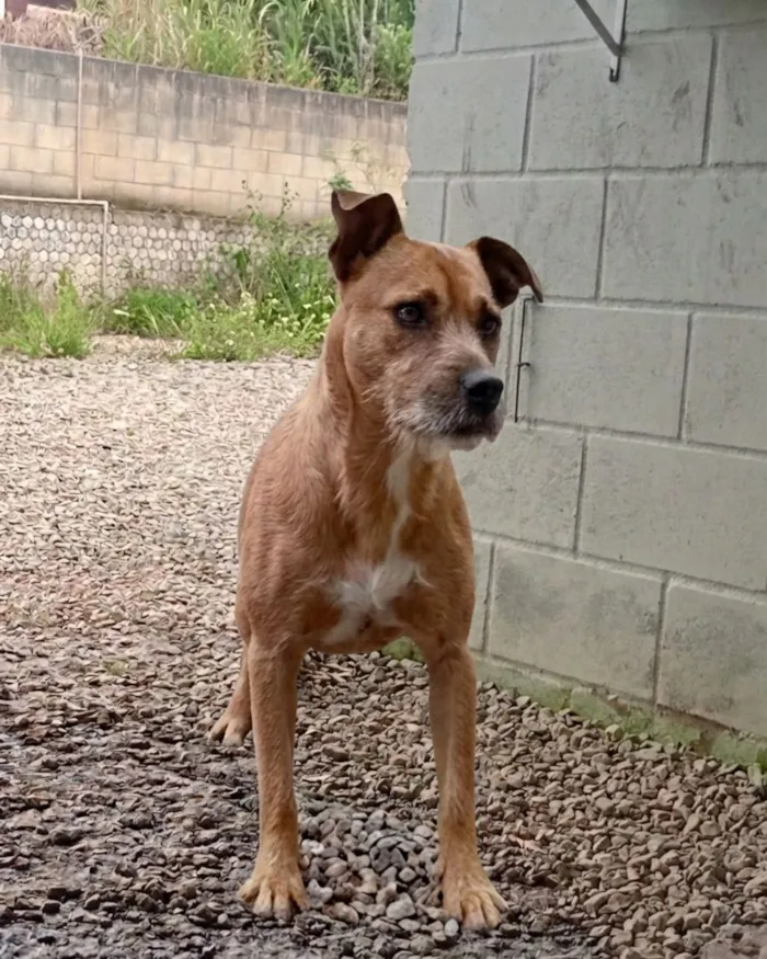 Cachorro raça SRD-ViraLata idade 1 ano nome Hulk