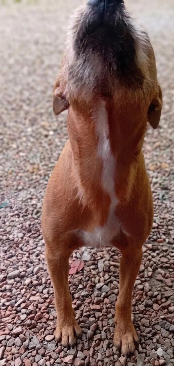 Cachorro raça SRD-ViraLata idade 1 ano nome Hulk