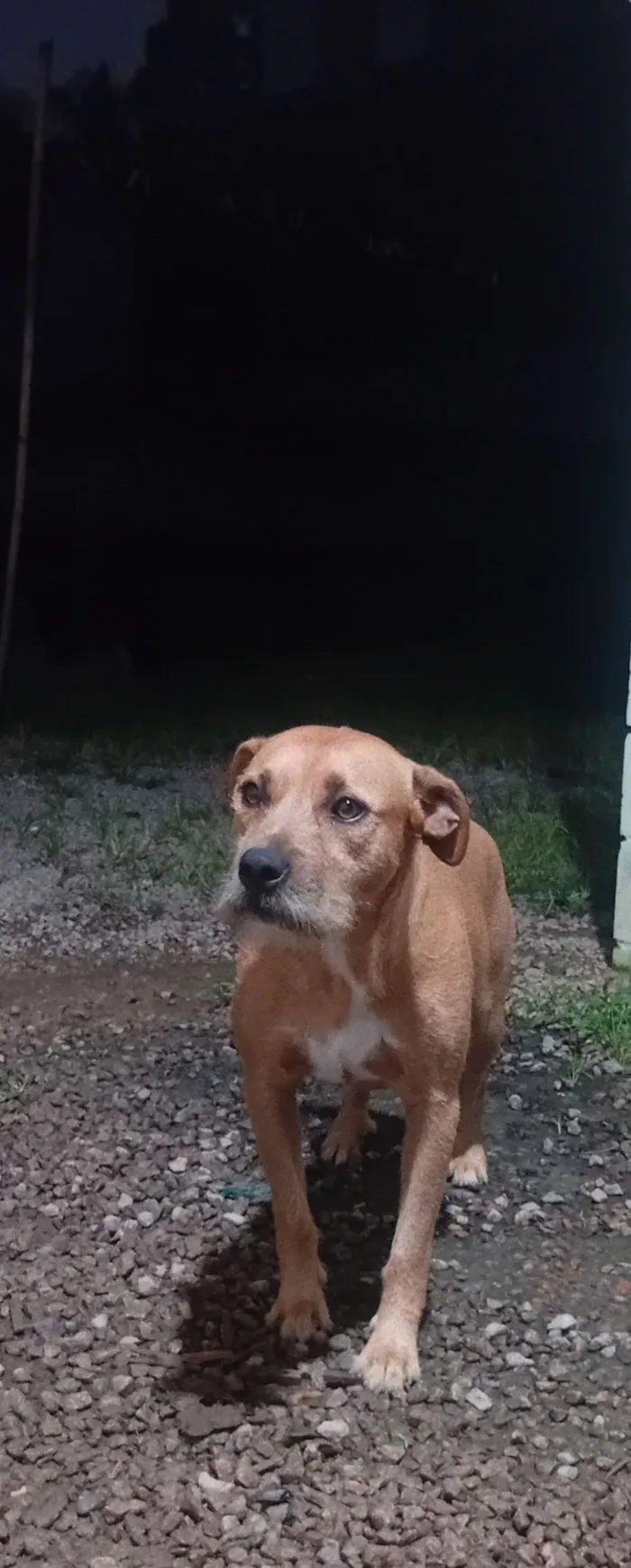 Cachorro raça SRD-ViraLata idade 1 ano nome Hulk