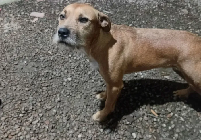 Cachorro raça SRD-ViraLata idade 1 ano nome Hulk
