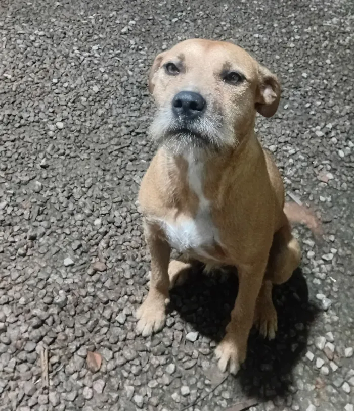 Cachorro raça SRD-ViraLata idade 1 ano nome Hulk