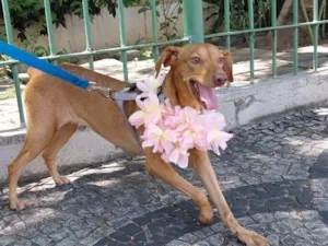 Cachorro raça SRD-ViraLata idade 1 ano nome nina