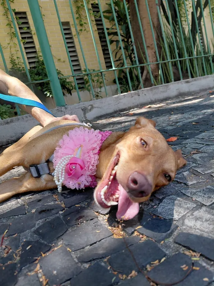 Cachorro raça SRD-ViraLata idade 1 ano nome nina