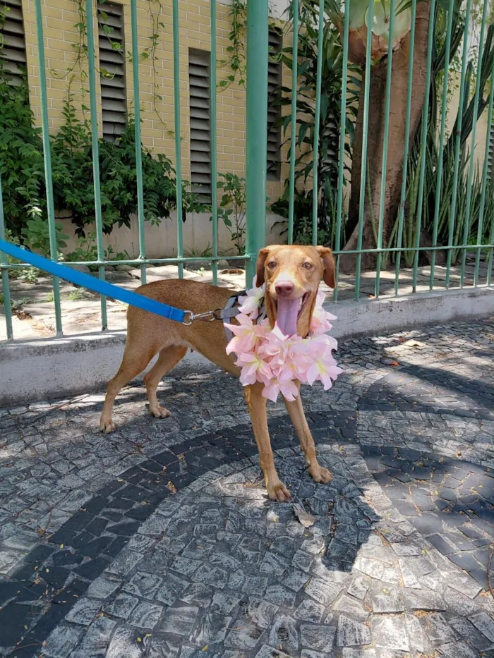 Cachorro raça SRD-ViraLata idade 1 ano nome nina