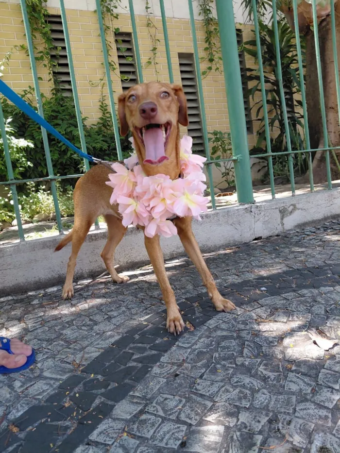 Cachorro raça SRD-ViraLata idade 1 ano nome nina