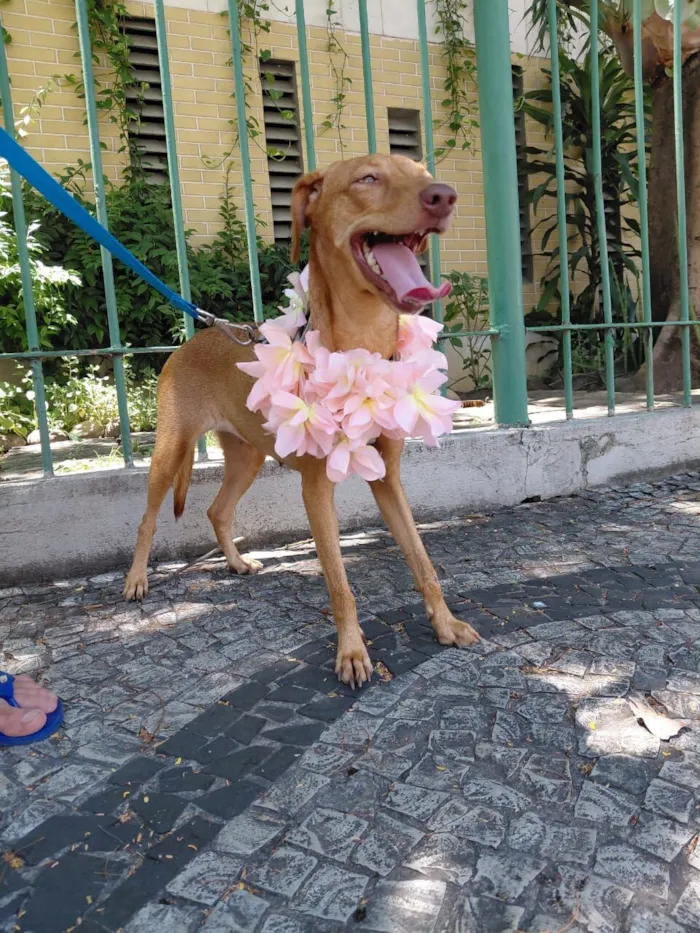 Cachorro raça SRD-ViraLata idade 1 ano nome nina