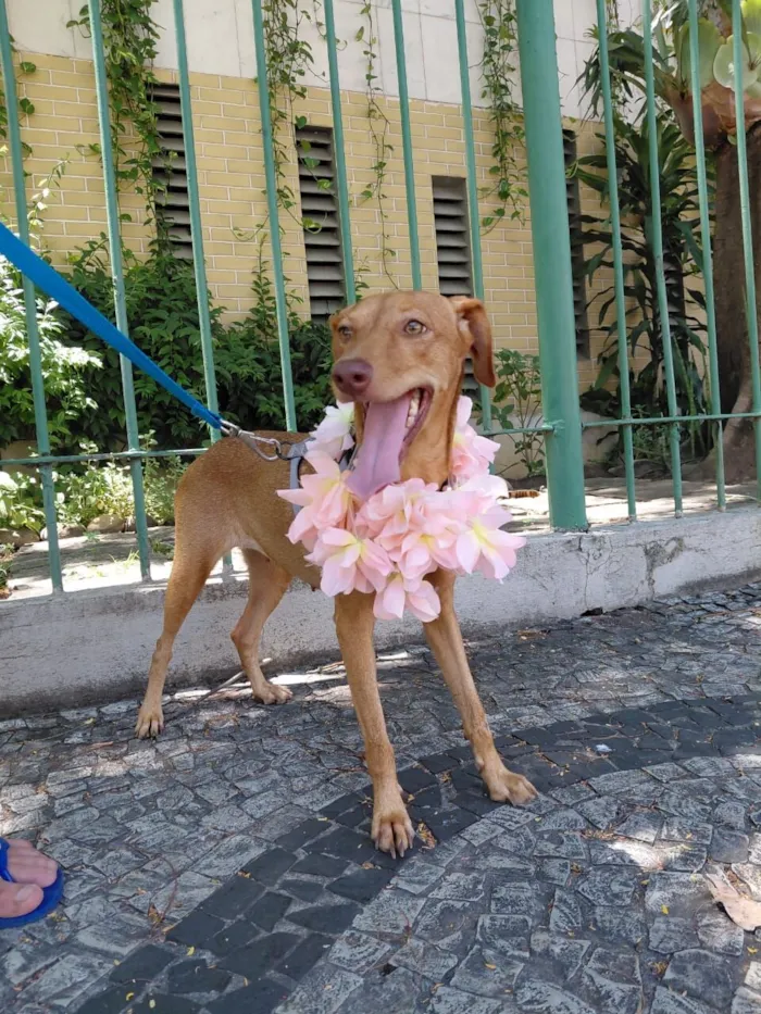 Cachorro raça SRD-ViraLata idade 1 ano nome nina