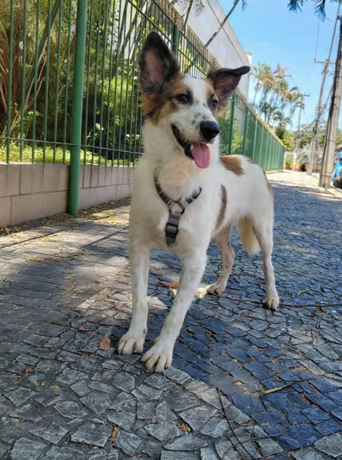 Cachorro raça SRD-ViraLata idade 1 ano nome Lancelot