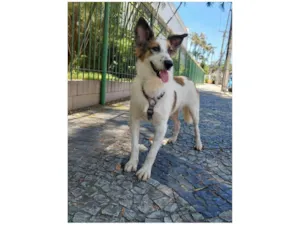 Cachorro raça SRD-ViraLata idade 1 ano nome Lancelot