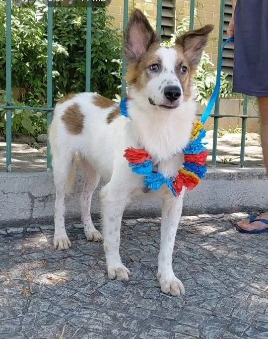 Cachorro raça SRD-ViraLata idade 1 ano nome Lancelot