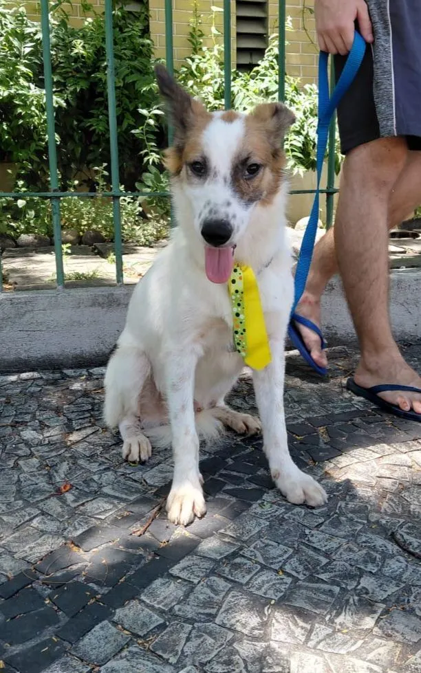Cachorro raça SRD-ViraLata idade 1 ano nome Lancelot