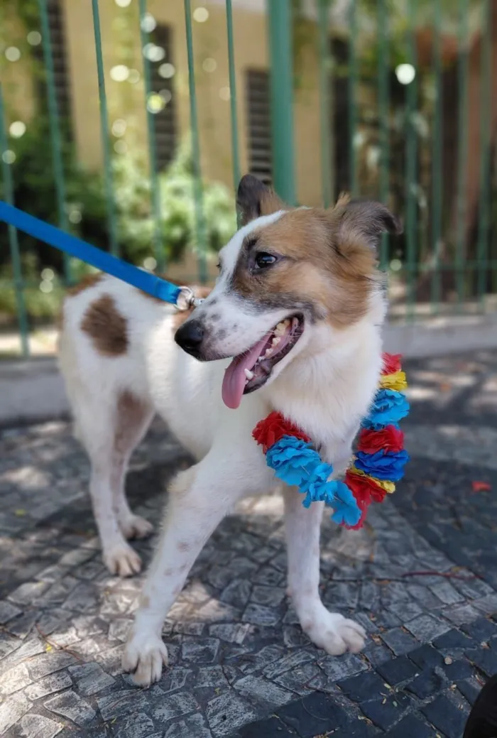 Cachorro raça SRD-ViraLata idade 1 ano nome Lancelot