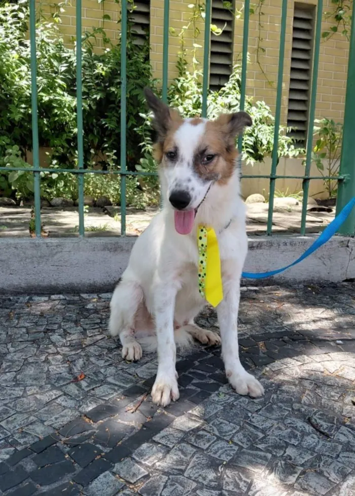 Cachorro raça SRD-ViraLata idade 1 ano nome Lancelot