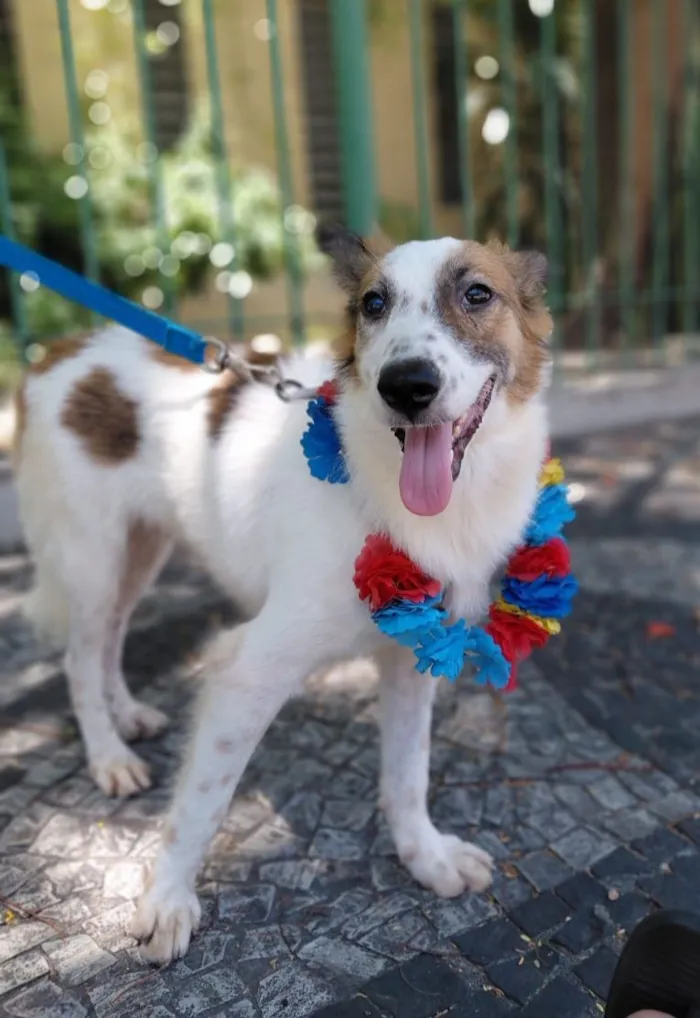 Cachorro raça SRD-ViraLata idade 1 ano nome Lancelot