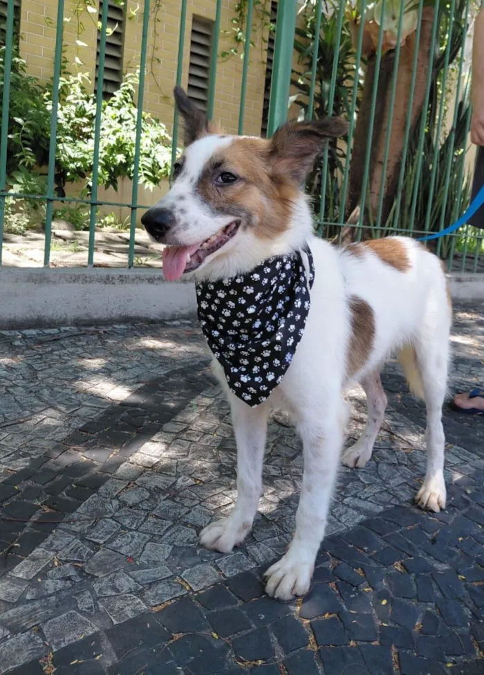 Cachorro raça SRD-ViraLata idade 1 ano nome Lancelot