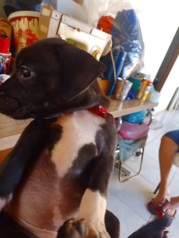 Cachorro raça SRD-ViraLata idade Abaixo de 2 meses nome doação filhote