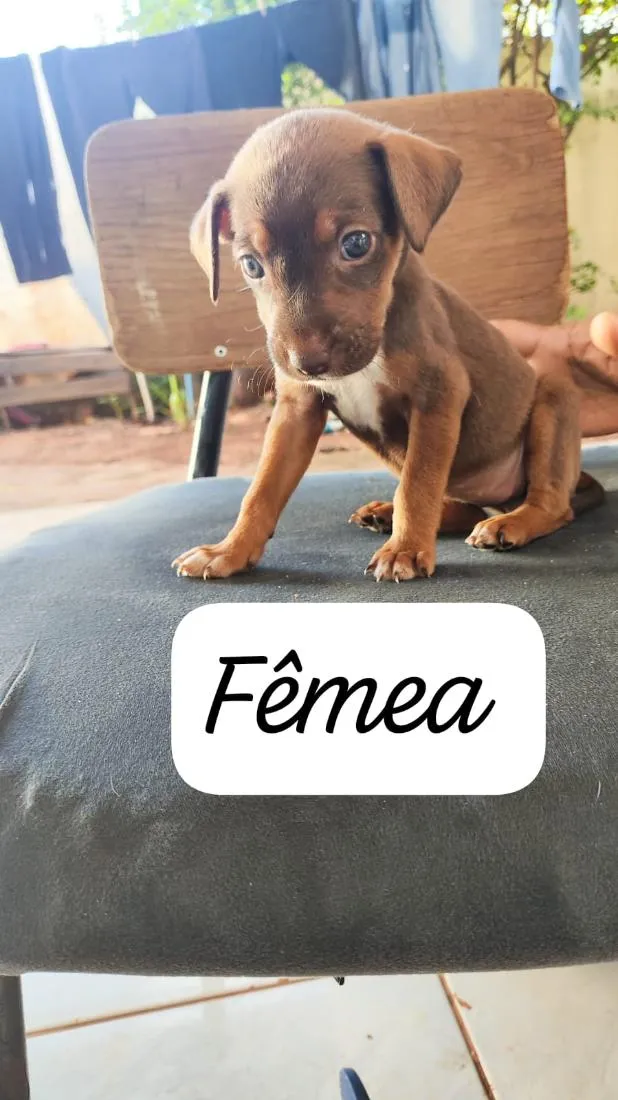 Cachorro raça SRD-ViraLata idade Abaixo de 2 meses nome doação filhote