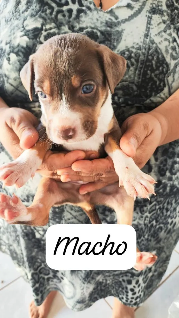 Cachorro raça SRD-ViraLata idade Abaixo de 2 meses nome doação filhote