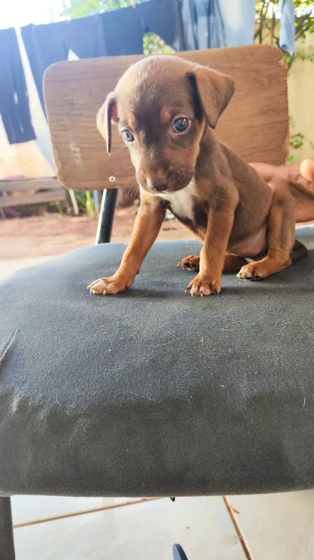Cachorro raça SRD-ViraLata idade Abaixo de 2 meses nome doação filhote